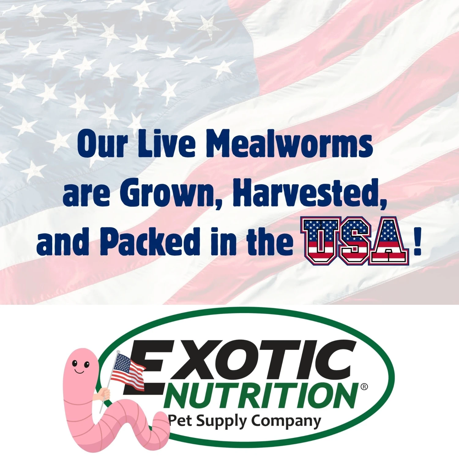 Medium Live Mealworms (1/2") 4 Medium Live Mealworms (1/2") - Image 4