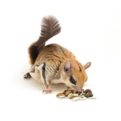 Squirrel Food Starter Package 13 Squirrel Food Starter Package -Nutrition Pet Shop 3 dd83e47f a079 4022 9a82 db472dd88623