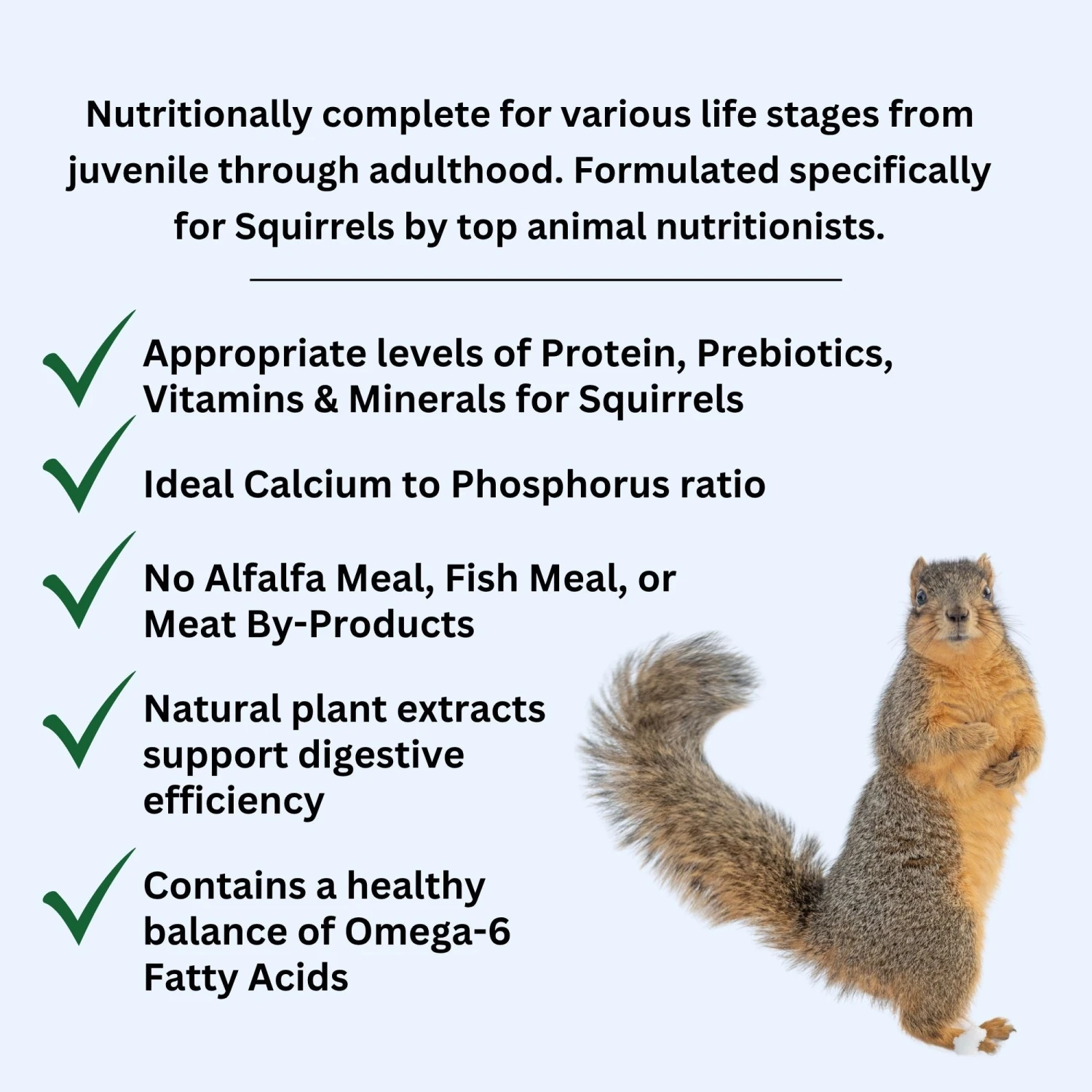 Premium Squirrel Blocks 2 Premium Squirrel Blocks - Image 2