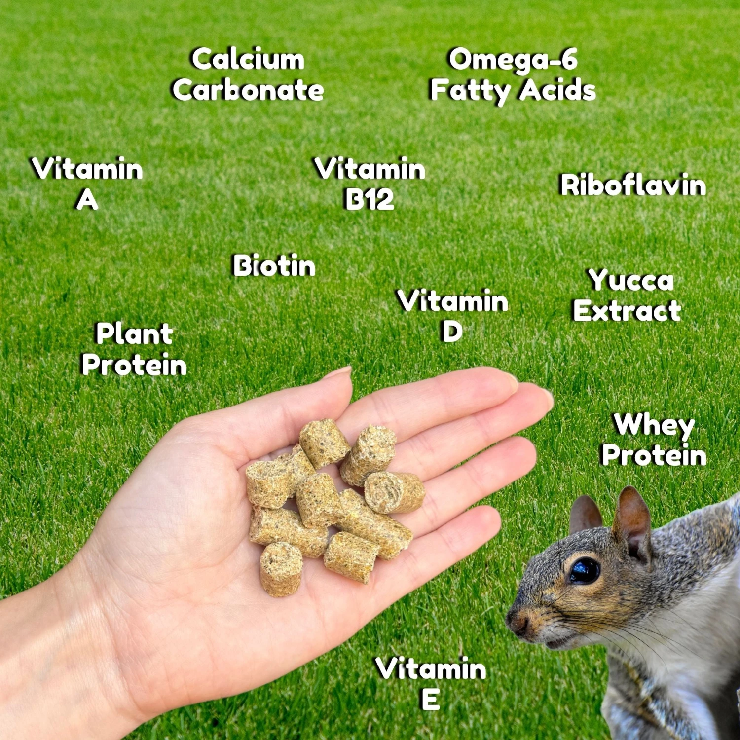 Premium Squirrel Blocks 4 Premium Squirrel Blocks - Image 4