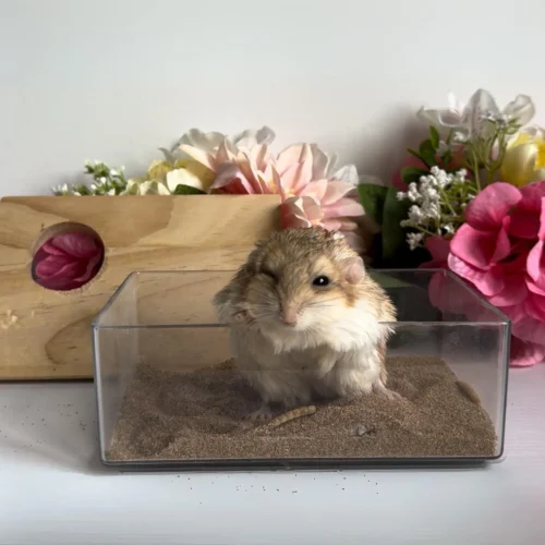 Acrylic Sand Bath 36 Acrylic Sand Bath -Nutrition Pet Shop Acrylic Bath small without lid