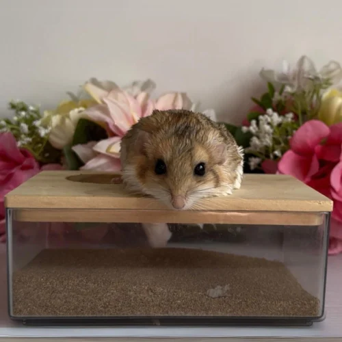 Acrylic Sand Bath 37 Acrylic Sand Bath -Nutrition Pet Shop Acrylic Bath small without lid 2