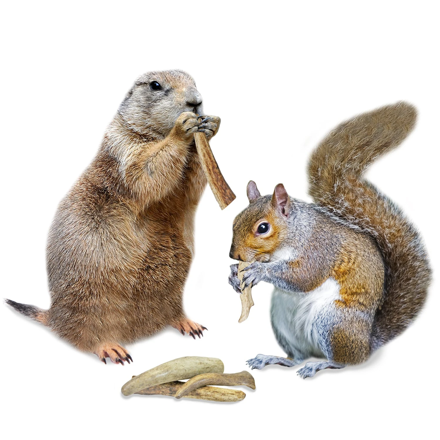 Antler Chews 6 Antler Chews - Image 6