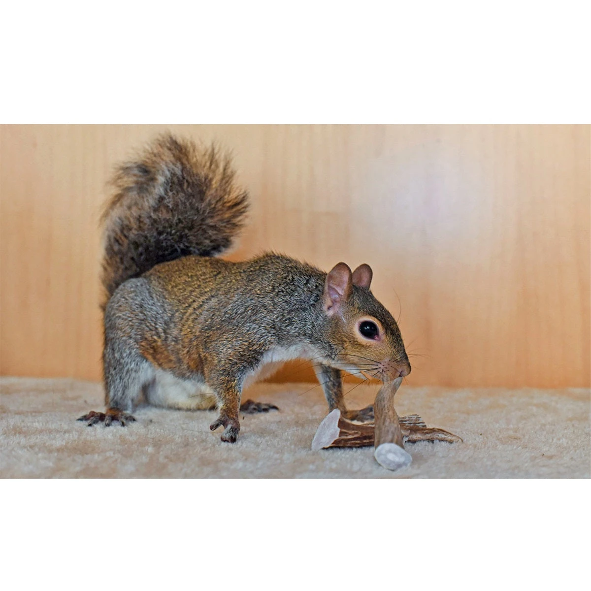 Antler Chews 3 Antler Chews - Image 3