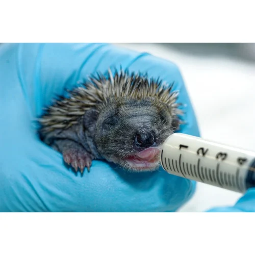 Specialty Milk Replacer 11 Specialty Milk Replacer -Nutrition Pet Shop BabyHedgehogDrinkingMilkFromSyringeNipple1 3b9e5dcb 13eb 4740 869e eb32ac85f16c