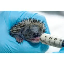 Baby Animal Nursing Set 25 Baby Animal Nursing Set -Nutrition Pet Shop BabyHedgehogDrinkingMilkFromSyringeNipple1 5f6747d7 793d 43a6 b87d 241531bc34d2