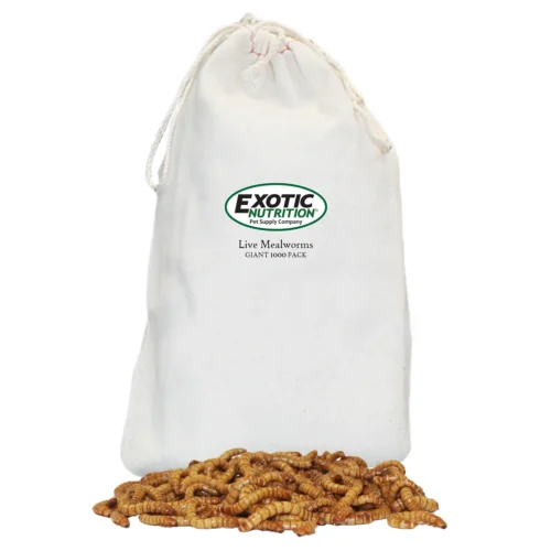 Giant Live Mealworms (1")