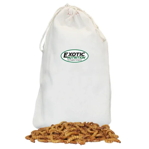 Large Live Mealworms (3/4")