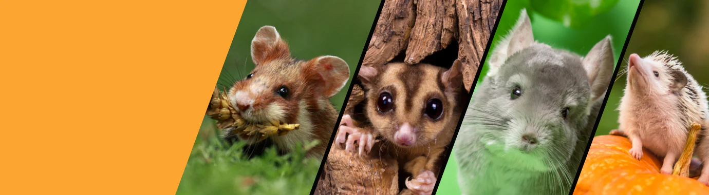 Front Page -Nutrition Pet Shop COLAGE OF PETS