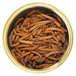 Front Page -Nutrition Pet Shop CannedMealwormsLidOff 1 a61fab79 0f47 40ce 9c14 5bb03482567b