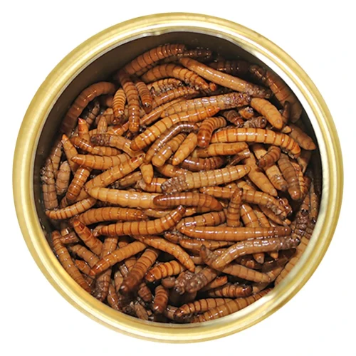 Front Page -Nutrition Pet Shop CannedMealwormsLidOff 1 a61fab79 0f47 40ce 9c14 5bb03482567b