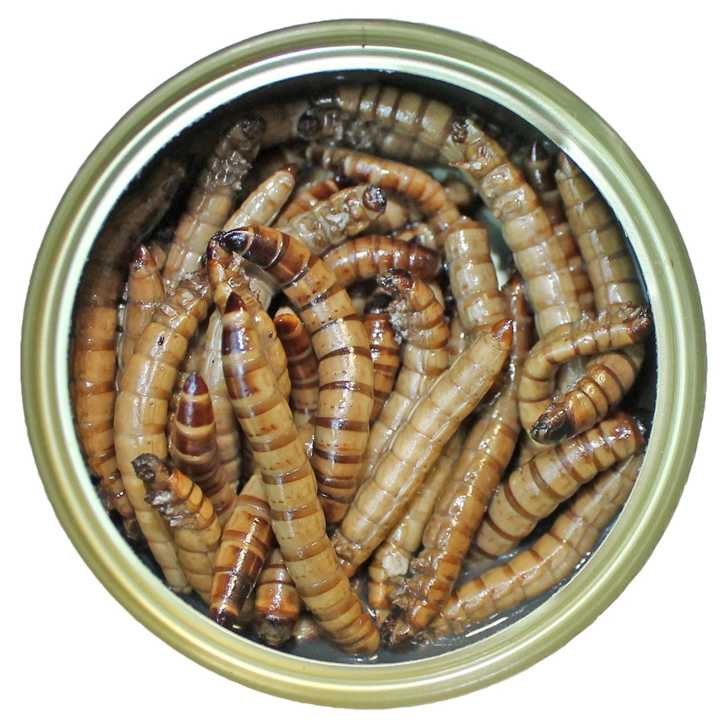 Canned Superworms 2 Canned Superworms - Image 2