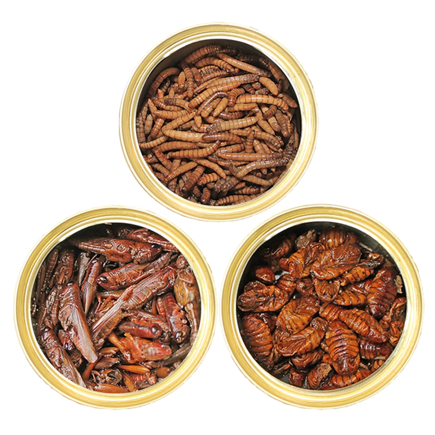 Canned Insect Assortment 2 Canned Insect Assortment - Image 2
