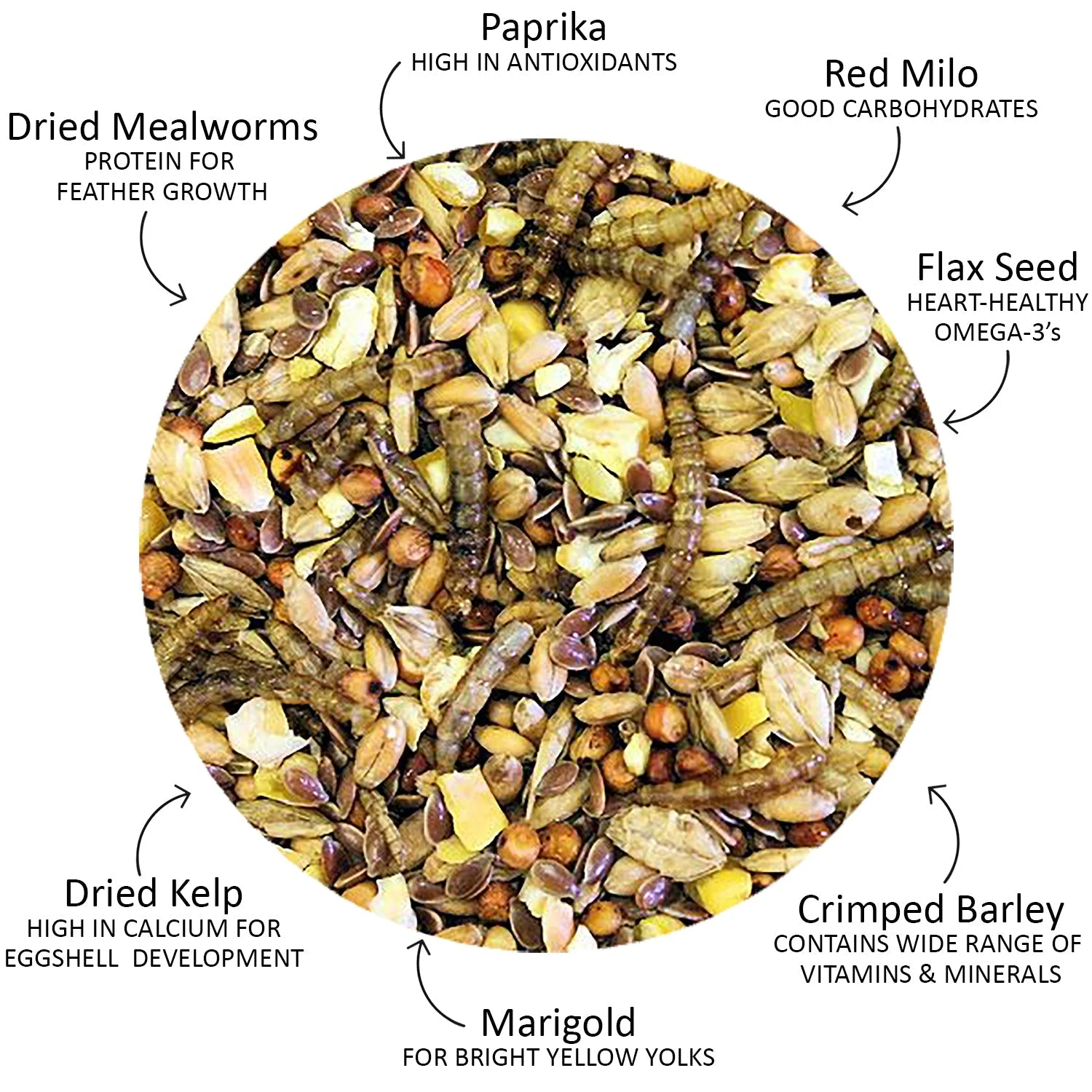 Chicken Ecstasy 7 Chicken Ecstasy - Image 7