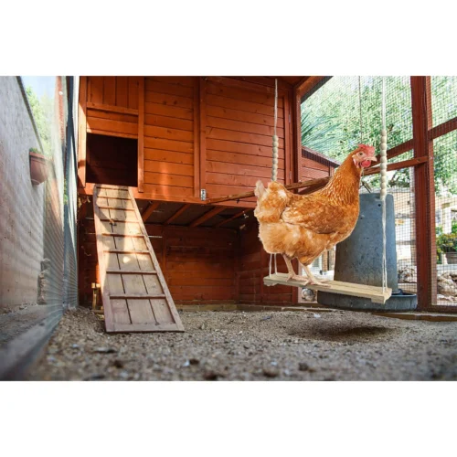 Chicken Swing 13 Chicken Swing -Nutrition Pet Shop ChickenSwingInUse1