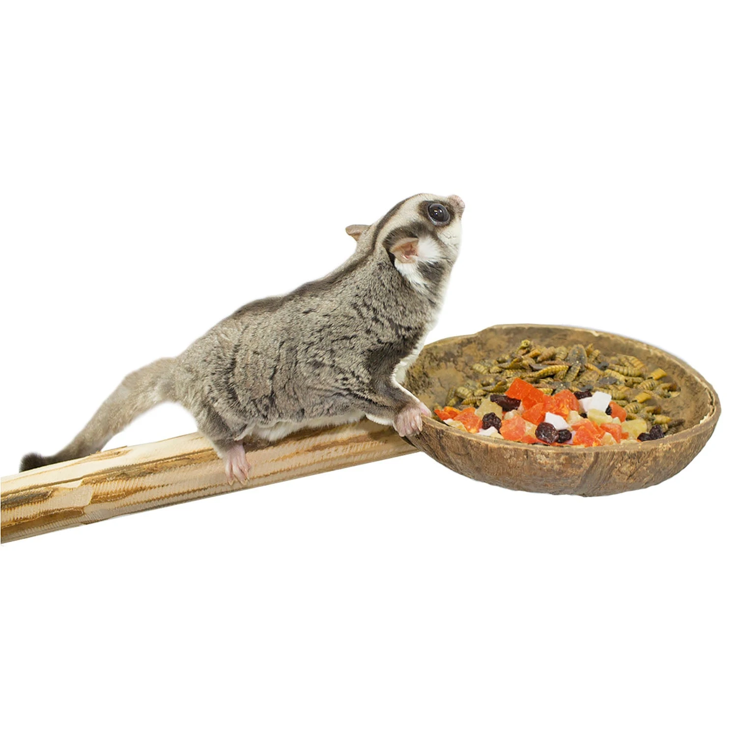 Coconut Cup With Perch 2 Coconut Cup With Perch - Image 2