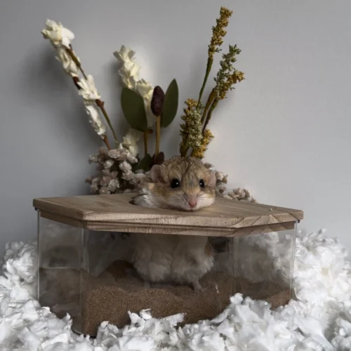 Acrylic Sand Bath 39 Acrylic Sand Bath -Nutrition Pet Shop Corner bath Outside