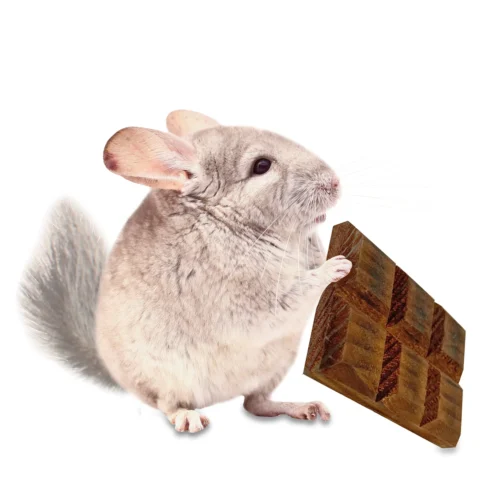 Willow Crunch Bar -Nutrition Pet Shop CrunchBarWithChinchilla1