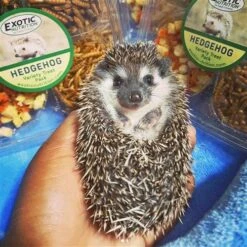 Hedgehog Treat Sampler -Nutrition Pet Shop Customer Photo Hedgehog Treat Variety Pack 1
