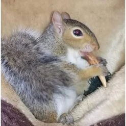 Antler Chews 13 Antler Chews -Nutrition Pet Shop CustomerPhoto AntlerChews 1