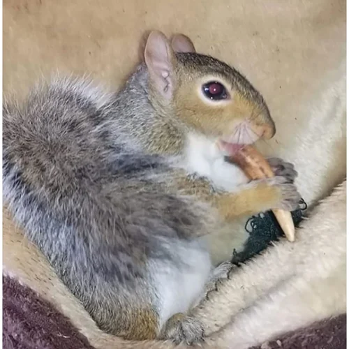 Antler Chews 13 Antler Chews -Nutrition Pet Shop CustomerPhoto AntlerChews 1