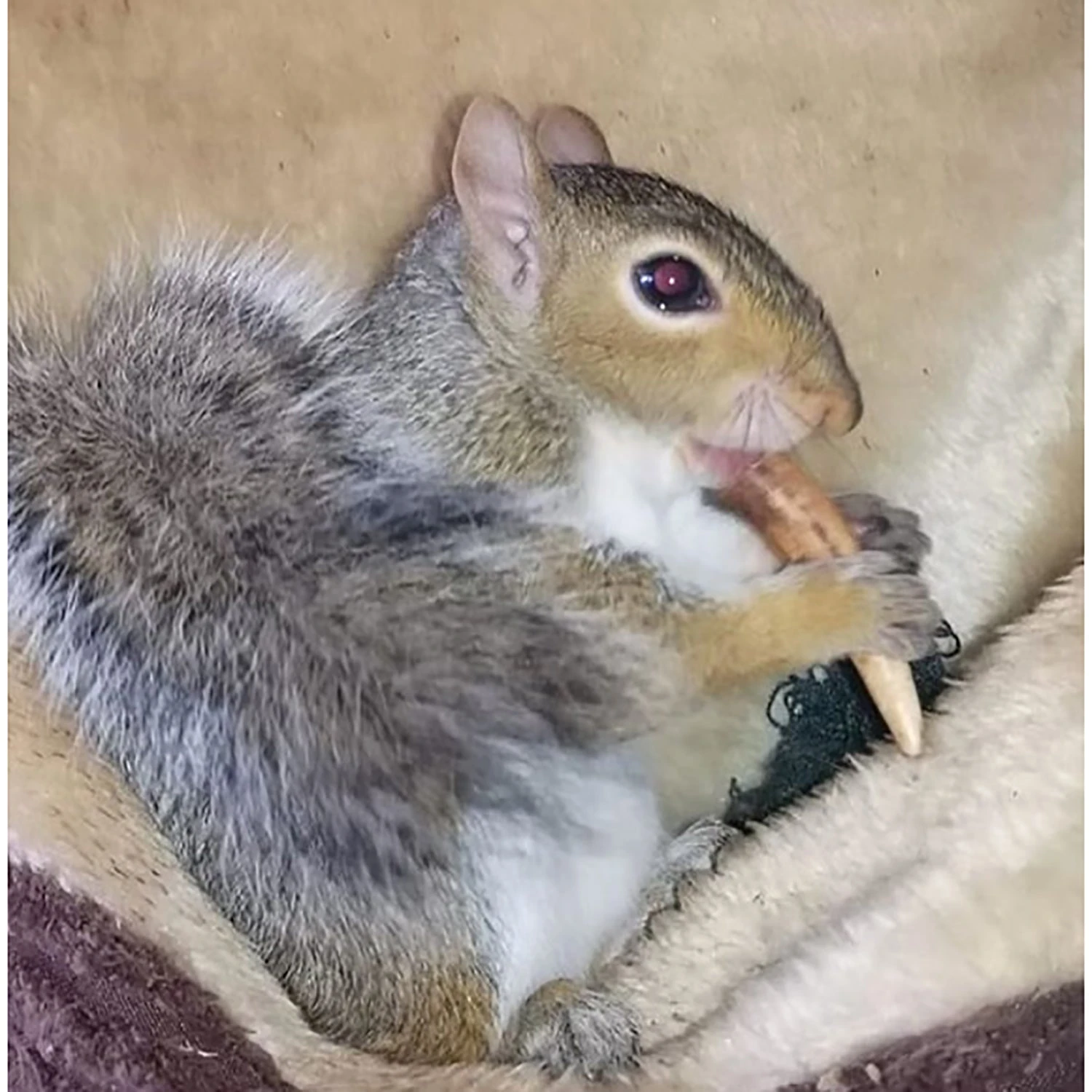 Antler Chews 5 Antler Chews - Image 5