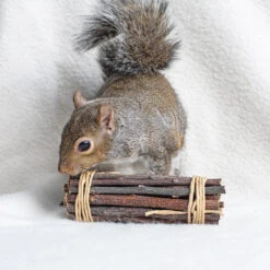 Chew Stick Value Pack -Nutrition Pet Shop CustomerPhoto AppleSticks 1 1 a03e92a4 59cd 47cd 98be fa05b6bc3c1e