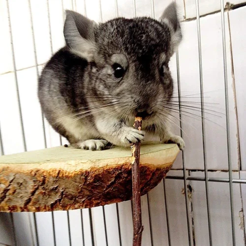 Chew Assortment 26 Chew Assortment -Nutrition Pet Shop CustomerPhoto AppleSticks 1 608c82a3 5c45 4570 8180 4200a009392a