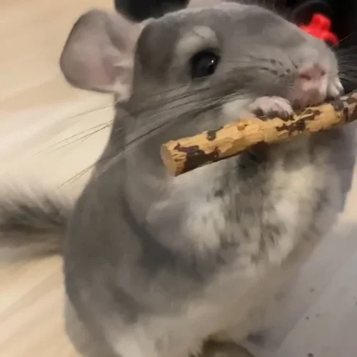 Chew Stick Value Pack -Nutrition Pet Shop CustomerPhoto AppleSticks 2 8e9d1f05 b64d 4b8b 8b11 513ea6d60c2d