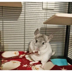 Chew Stick Value Pack -Nutrition Pet Shop CustomerPhoto AppleSticks 3 4ac4408c ae5f 4c6d 9ac9 246771dd17e4