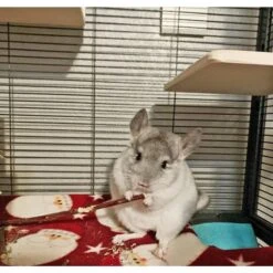 Chew Assortment 30 Chew Assortment -Nutrition Pet Shop CustomerPhoto AppleSticks 3 e15407b1 f16f 404f 97b5 aaba05d7756e