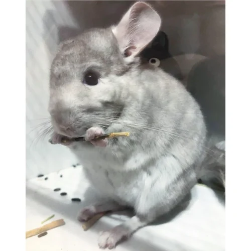 Apple Sticks 14 Apple Sticks -Nutrition Pet Shop CustomerPhoto AppleSticks 5