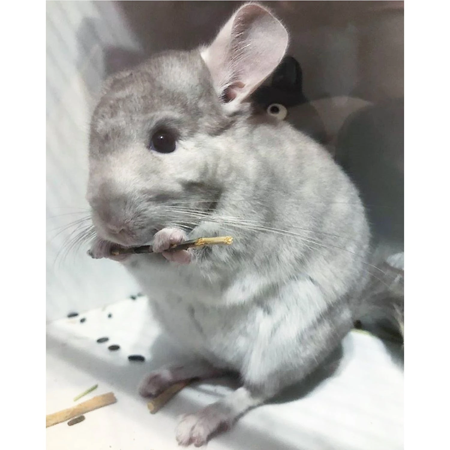 Apple Sticks 7 Apple Sticks - Image 7