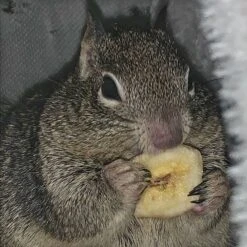 Treat Assortment 31 Treat Assortment -Nutrition Pet Shop CustomerPhoto BannaBites 1