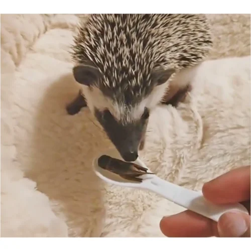 Canned Snails 10 Canned Snails -Nutrition Pet Shop CustomerPhoto CannedGrasshopper 1 20af99cc 7ddf 4145 80a2 d8322d84d7aa