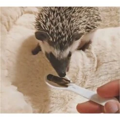 Canned Wax Worms 12 Canned Wax Worms -Nutrition Pet Shop CustomerPhoto CannedGrasshopper 1 64d2fbac 27ed 4aa6 bed4 95363f9904df