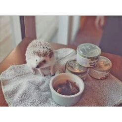 Canned Wax Worms 10 Canned Wax Worms -Nutrition Pet Shop CustomerPhoto CannedInsects 1 1 f332b326 44e9 4153 9cf0 94221346fdac