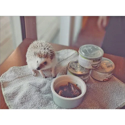 Canned Caterpillars 12 Canned Caterpillars -Nutrition Pet Shop CustomerPhoto CannedInsects 1 2 e9ef863a 1cbd 4498 b010 c0a24d024c10