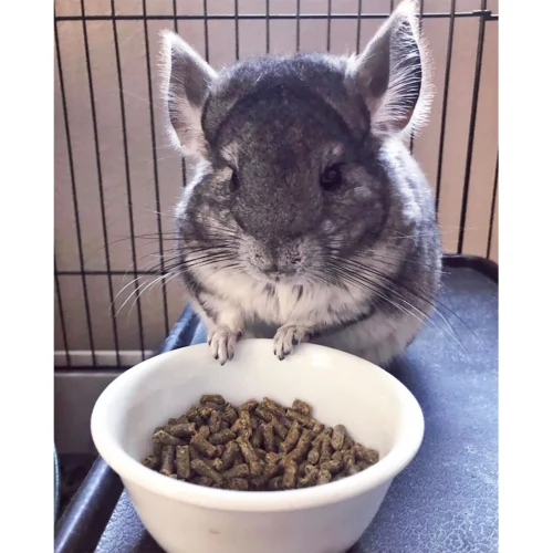 Chinchilla Diet W Rose Hips Chinchilla Food -Nutrition Pet Shop CustomerPhoto ChinchillaDiet 1