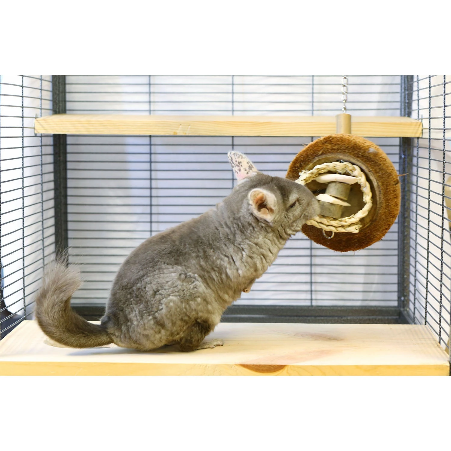 Coco Cuttle 2 Coco Cuttle - Image 2