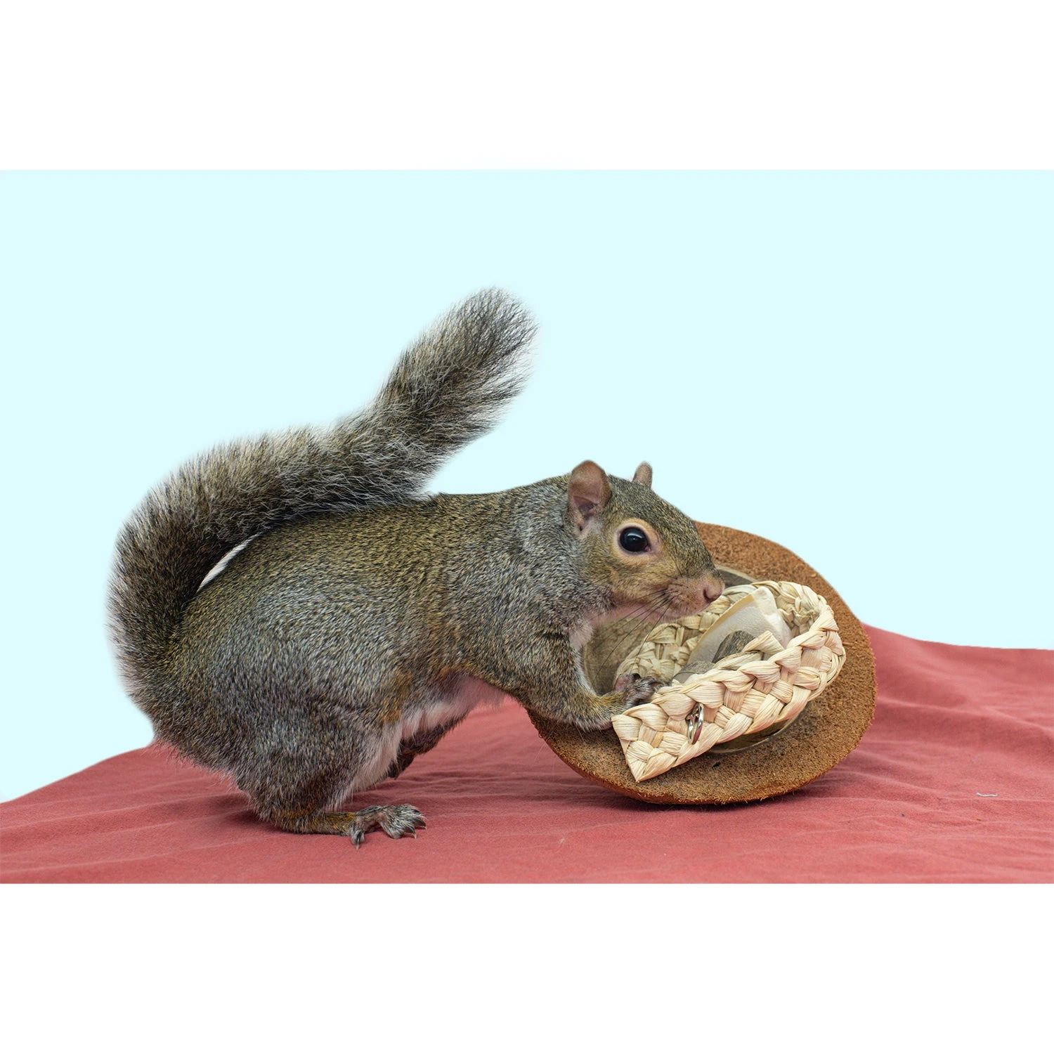 Coco Cuttle 5 Coco Cuttle - Image 5