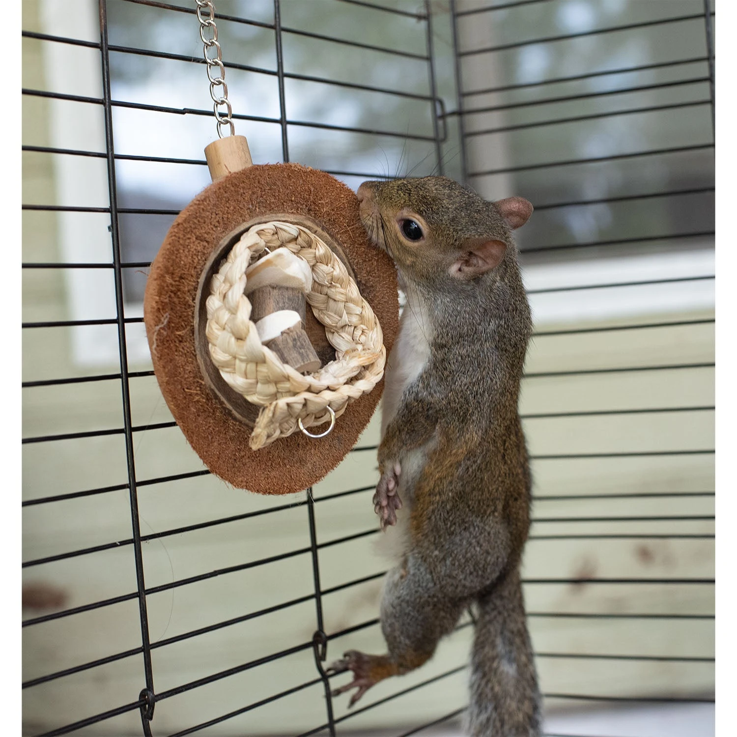 Coco Cuttle 3 Coco Cuttle - Image 3