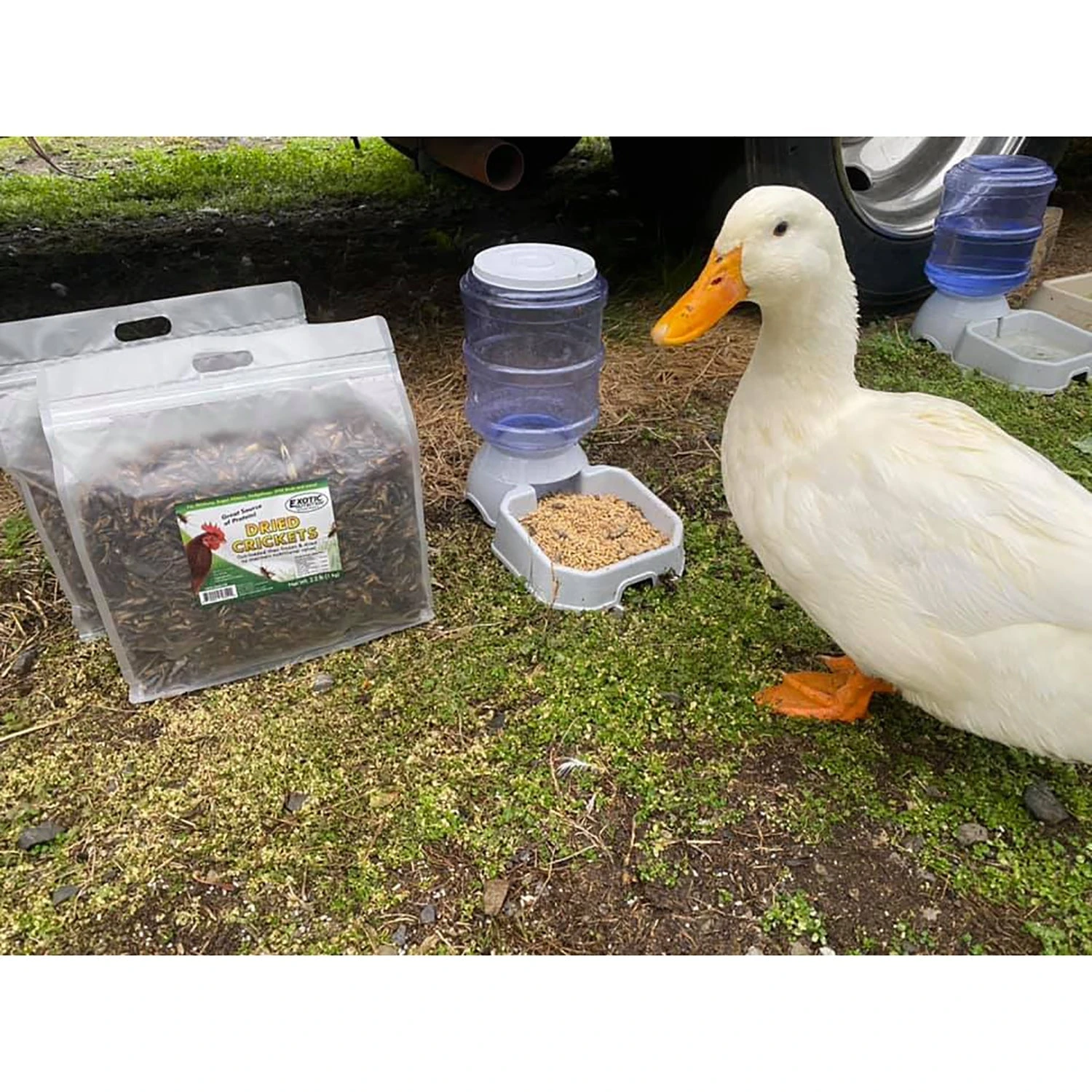 Bulk Dried Insect Trio 9 Bulk Dried Insect Trio - Image 9