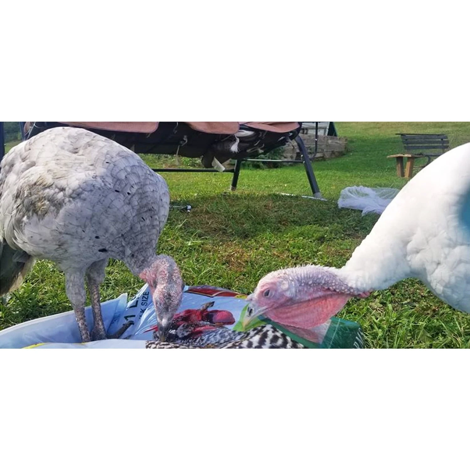 Dried Mealworms 2 Lb. 14 Dried Mealworms 2 Lb. - Image 14