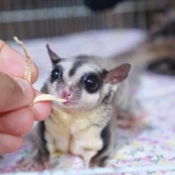 Sugar Glider Treat Bundle -Nutrition Pet Shop CustomerPhoto FishStix 4 1