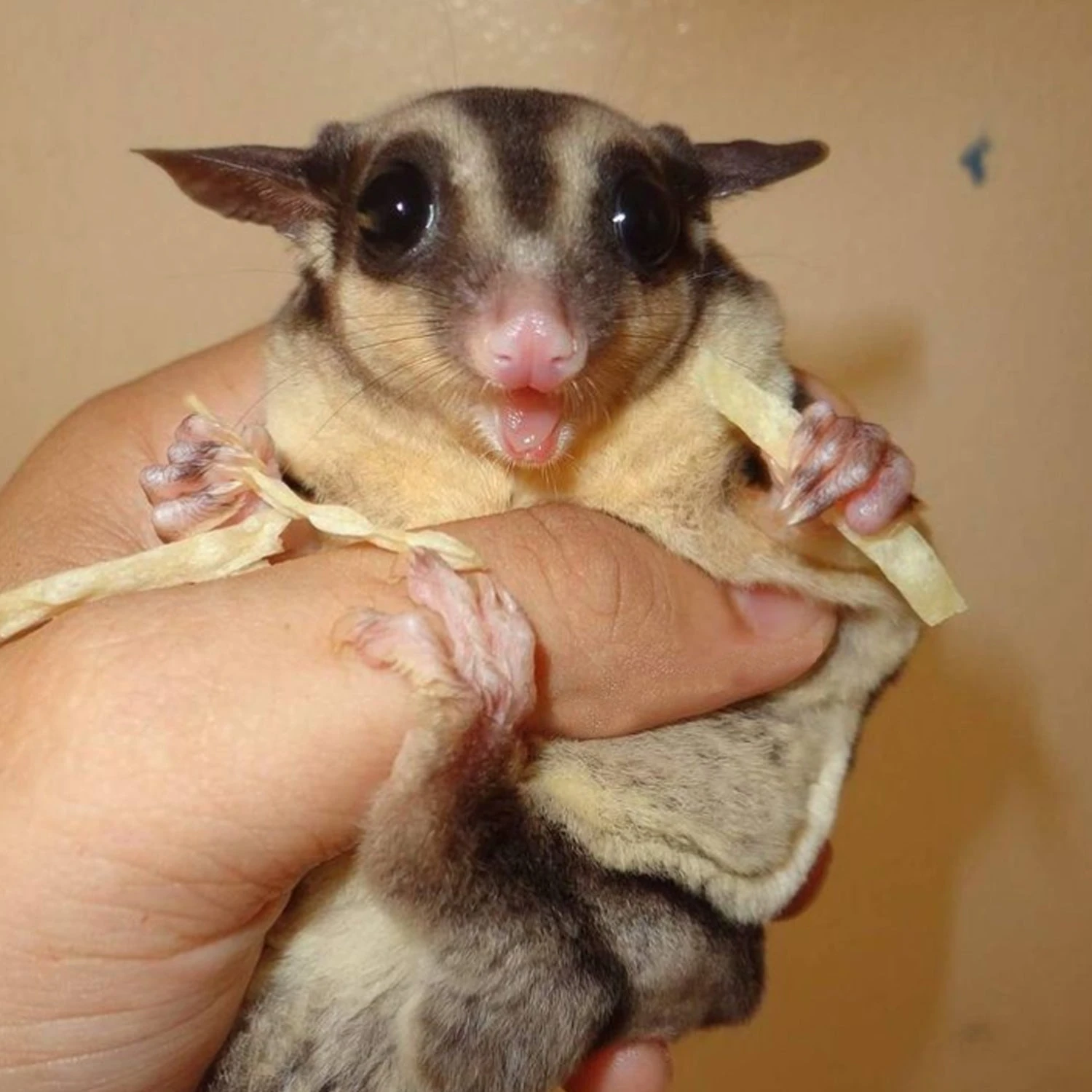 Omega Yums Fish Sticks 11 Omega Yums Fish Sticks - Image 11