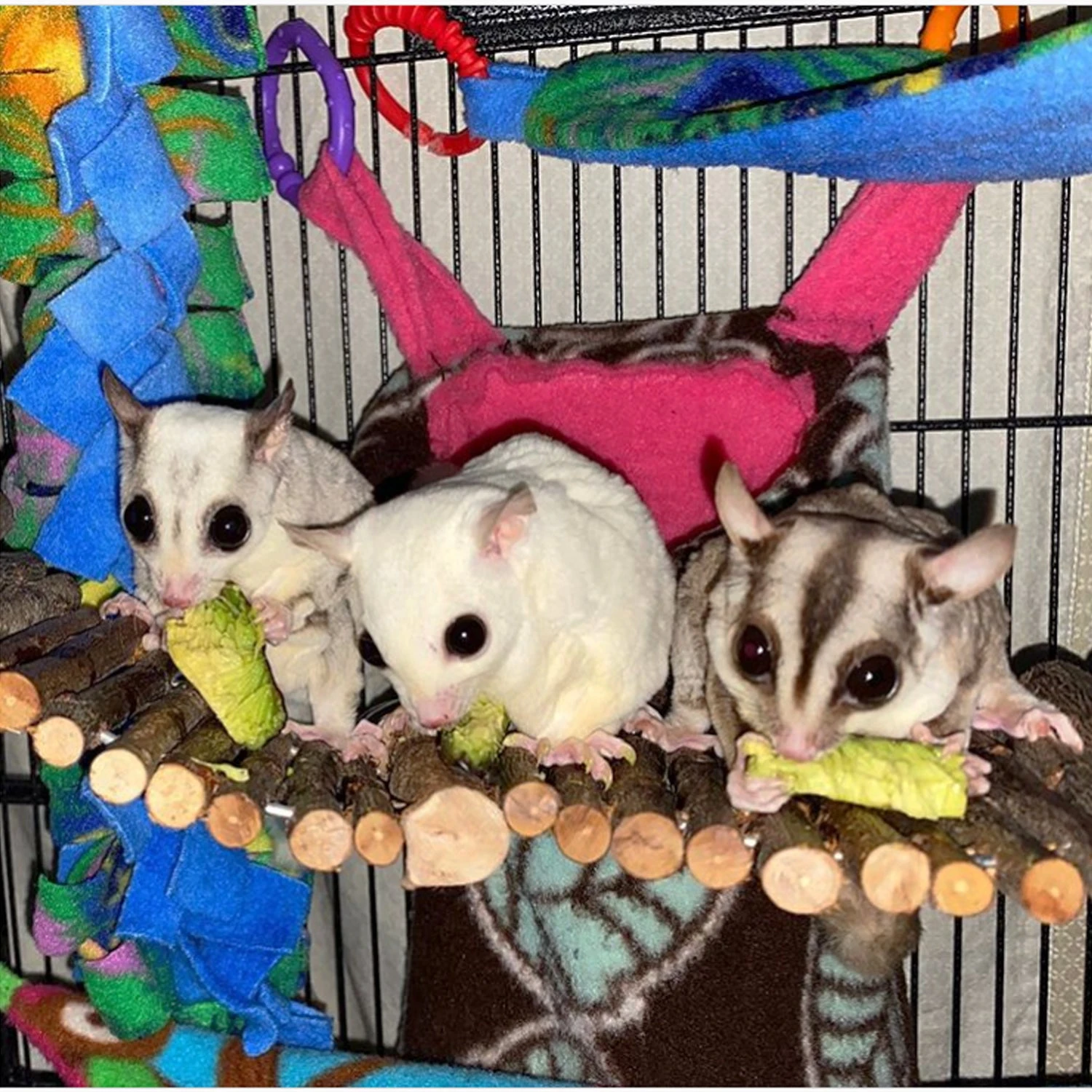 Flex Bridge 4 Flex Bridge - Image 4