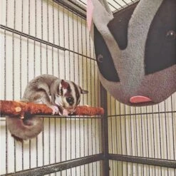 Glider Face Pouch -Nutrition Pet Shop CustomerPhoto GliderFaceNestPouch 3