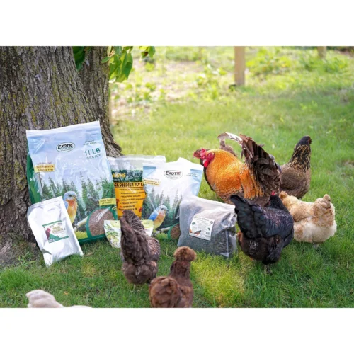 Dried Mealworms 2 Lb. -Nutrition Pet Shop CustomerPhoto HeatherWolf AllBulkDriedInsects 3 3e8ef282 fba2 4268 8e99 e5fbadc460e0