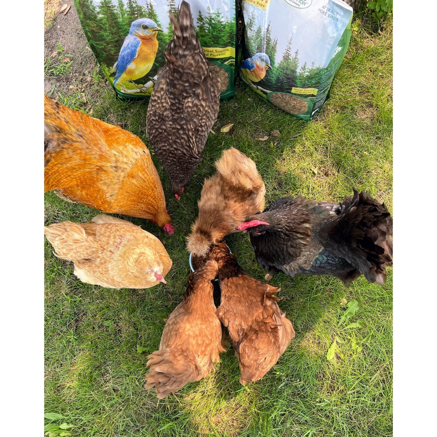 Dried Mealworms 1 Lb. 4 Dried Mealworms 1 Lb. - Image 4